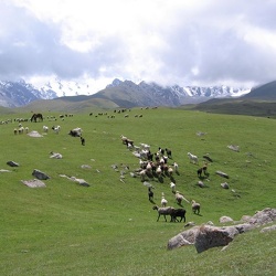 Temir-Kanat